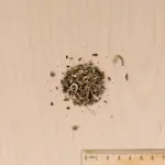 Mélanges de fleurs - Bouquets Champêtres - 4 m² - Mélange de fleurs - MEDIA_3D